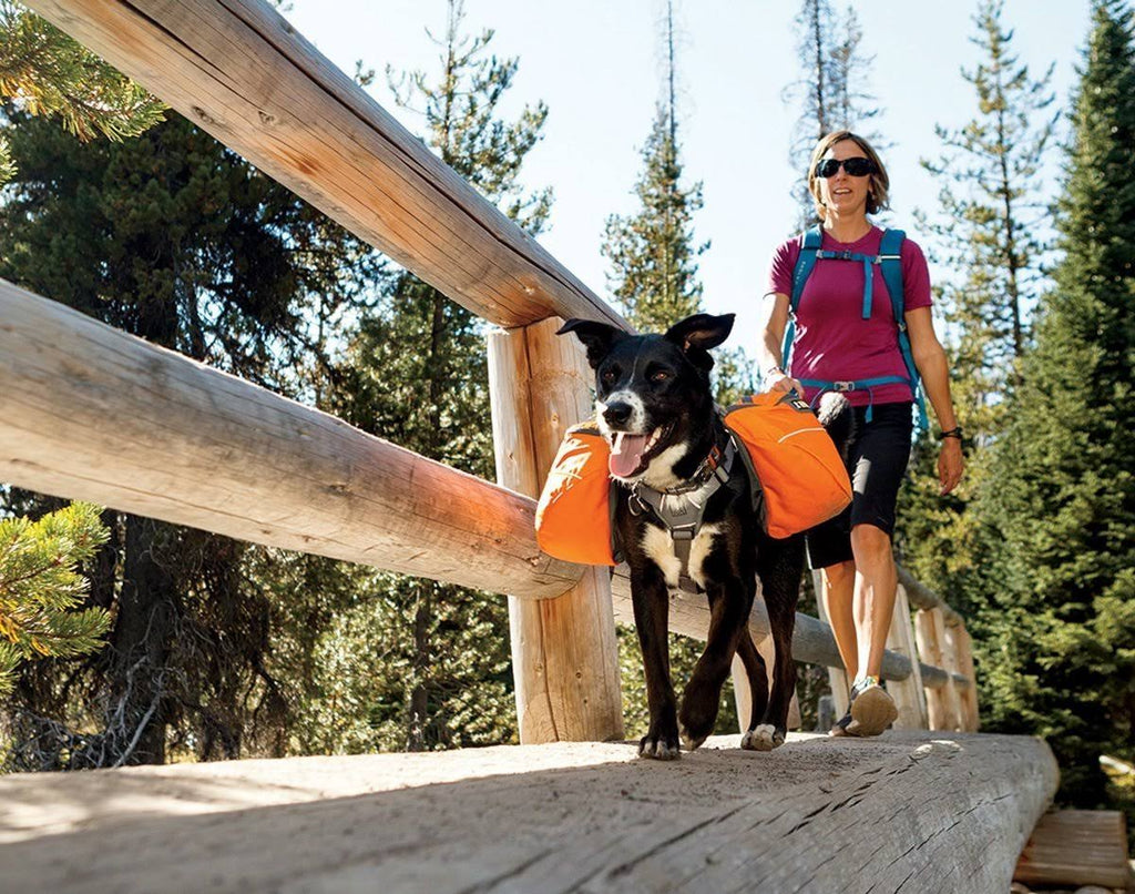 Campfire Orange Dog Pack T574948