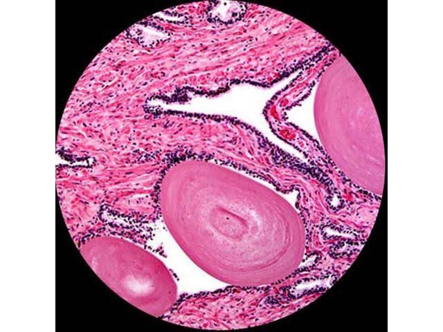 40X-1000X Binocular Biological Microscope S5458